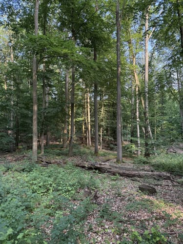 Rundweg Grumsin: Rotes Buchenblatt