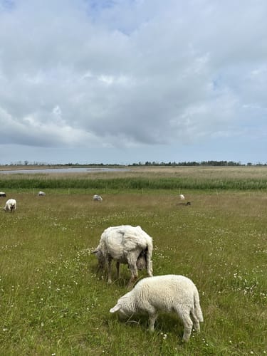 Ostsee und Bodden