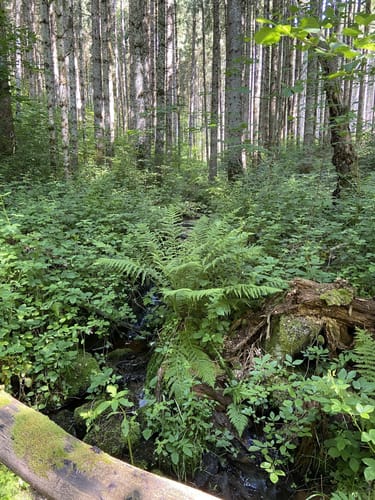 Ühlingen - Waldschänke - Birkendorf