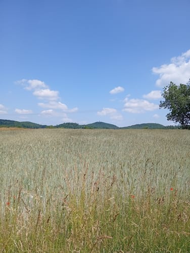 Eschenfelden Rundweg 11