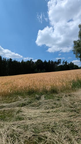 Vogelherd, Kühhübel und Rauer Kulm