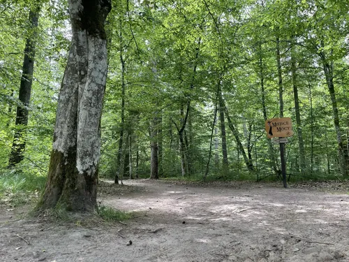 10 Best hikes and trails in Białowieża Forest | AllTrails