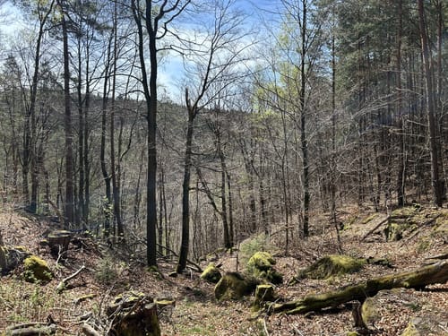 Wanderweg Stelzenberg Horst 3