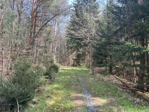 Wanderweg Stelzenberg Horst 3