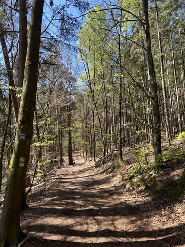 Wanderweg Stelzenberg Horst 3