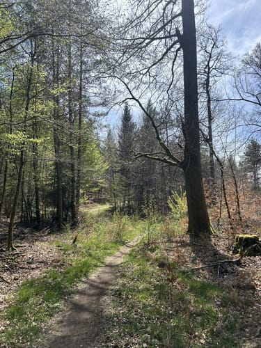Wanderweg Stelzenberg Horst 3