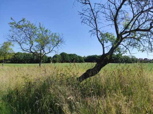 Naturschutzgebiet Langeloh ab Holthausen