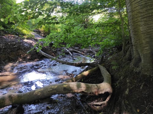 Naturschutzgebiet Langeloh ab Holthausen