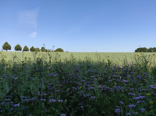 Naturschutzgebiet Langeloh ab Holthausen