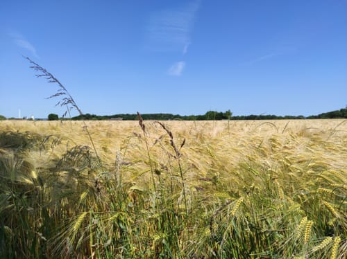 Naturschutzgebiet Langeloh ab Holthausen
