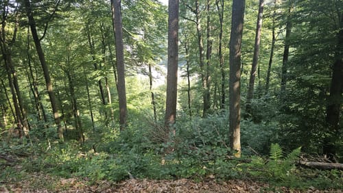 Rundwanderweg 5 (Weidenthal)