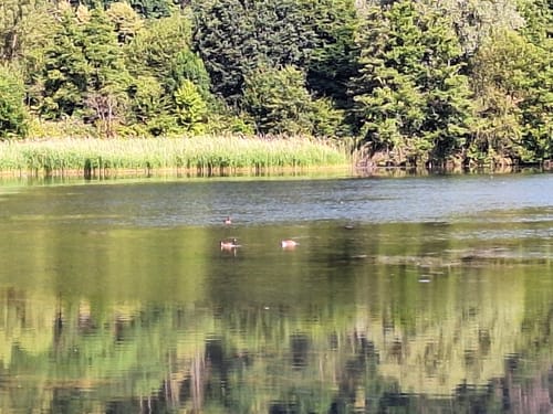 Ökosee Dillingen / Saar