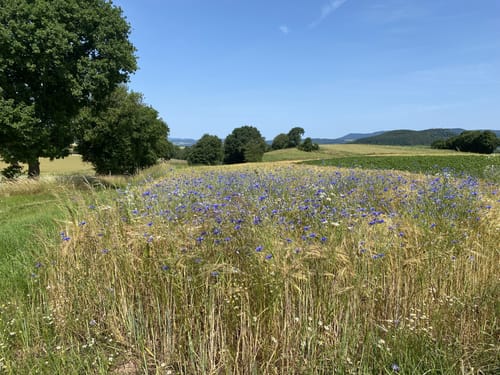 Premiumwanderweg: Über die Blaue Kuppe P3