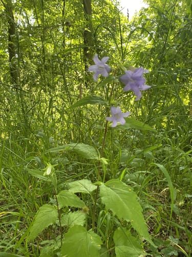 Premiumwanderweg: Über die Blaue Kuppe P3