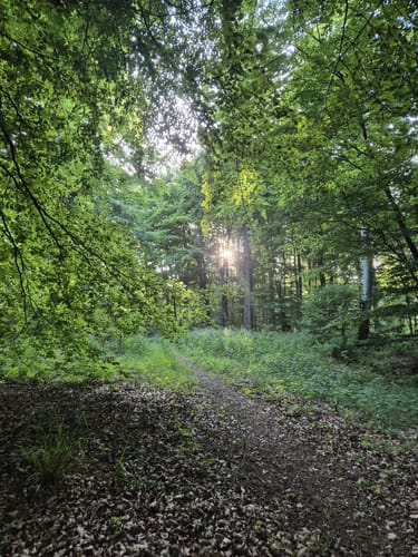 Rumbecker Berg und Ludwigsturm