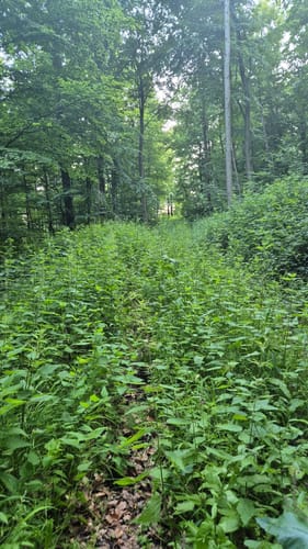 Rumbecker Berg und Ludwigsturm