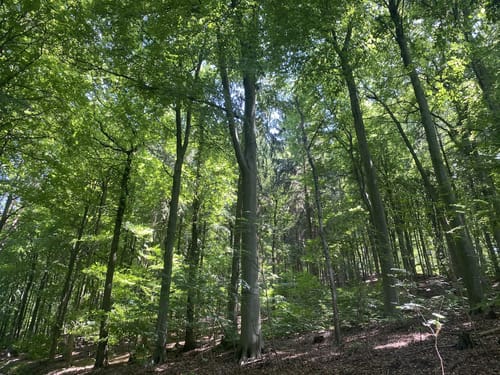 Hendese-Hoher Nistler Rundwanderweg