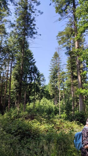 Urwald bei Neuenburg