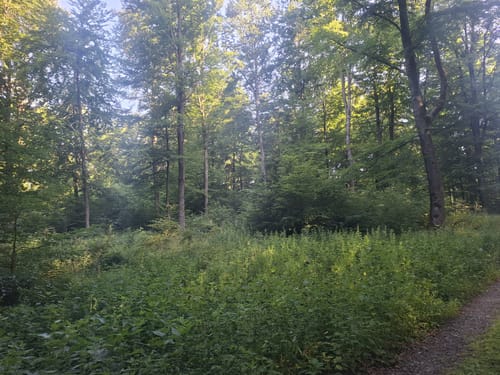 Brunsberg Rundweg