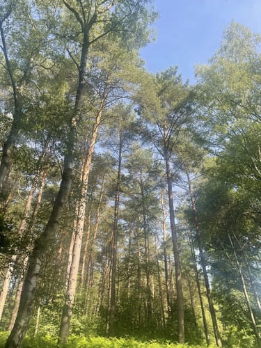 Zur Fischbeker Heide