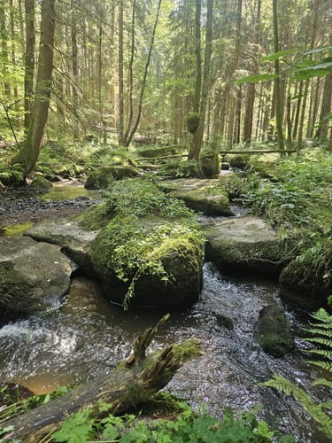 Wanderung Lerautal 2: Zur Felsengruppe Hohes Bäuml