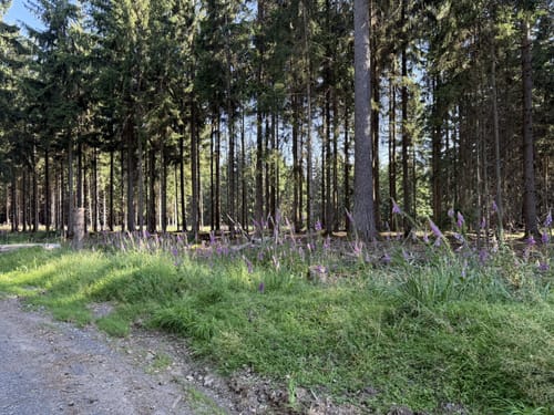 Bad Orb Rundwanderweg 4 (Bildeichenweg)