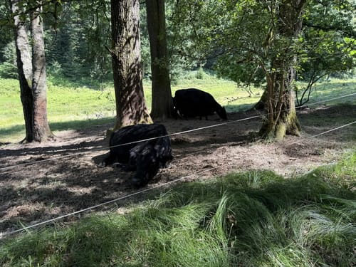 Bad Orb Rundwanderweg 4 (Bildeichenweg)