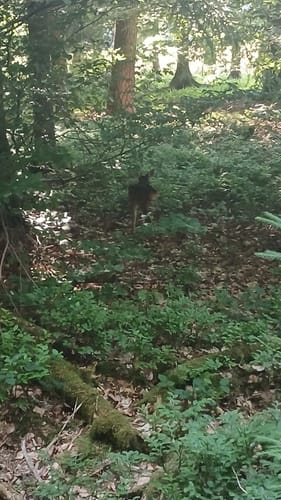 Rundwanderweg Würzberg 4 : Hubenweg Würzberg