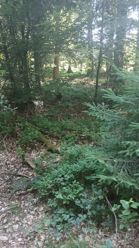 Rundwanderweg Würzberg 4 : Hubenweg Würzberg