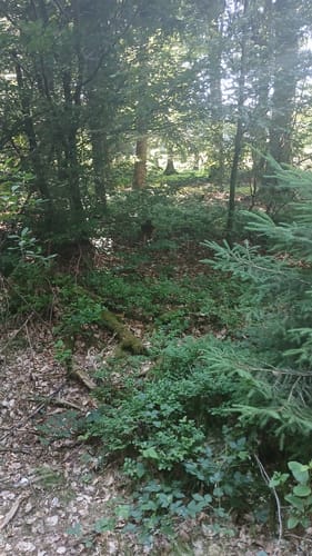 Rundwanderweg Würzberg 4 : Hubenweg Würzberg