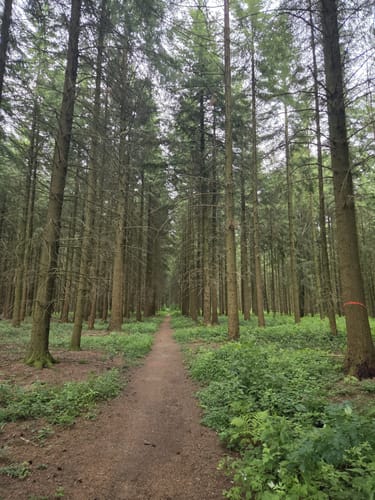 Römer-Keltenpfad (Traumschleife)