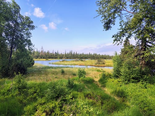 Hochmoor Kaltenbronn