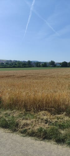 Steinheim - Kälbling