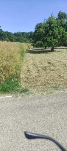 Steinheim - Kälbling