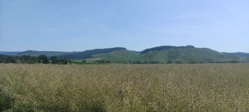 Steinheim - Kälbling