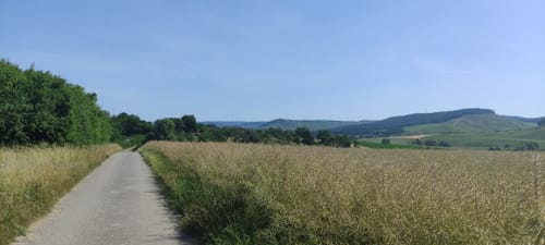 Steinheim - Kälbling