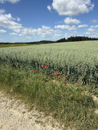 Petershausen nach Jetzendorf