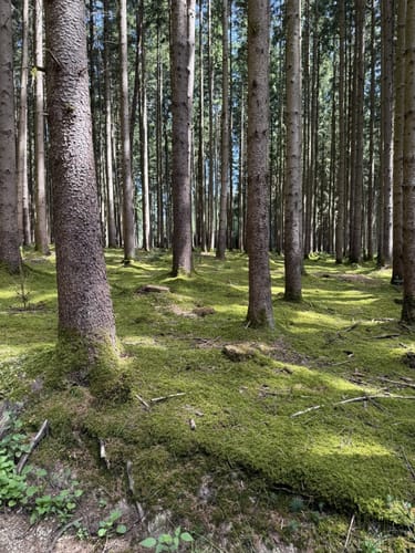 Petershausen nach Jetzendorf