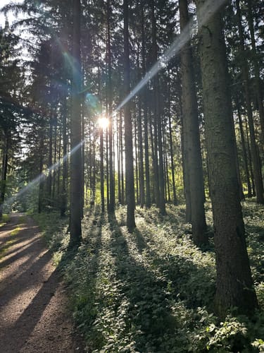 Zu Besuch beim Braunkehlchen (RuT3)