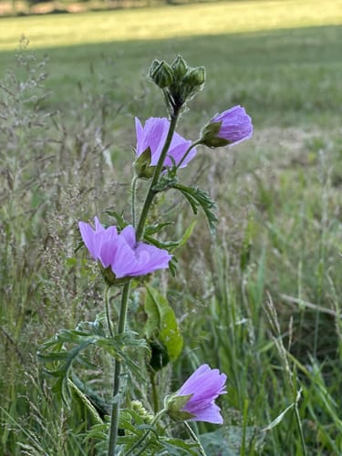 Zu Besuch beim Braunkehlchen (RuT3)