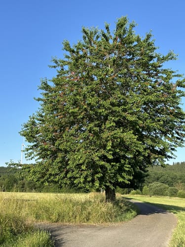 Zu Besuch beim Braunkehlchen (RuT3)
