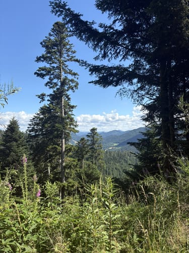 Runde bei Hornberg