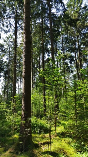 Durch die Grander Tannen