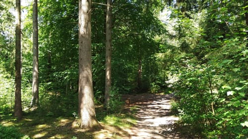 Durch die Grander Tannen