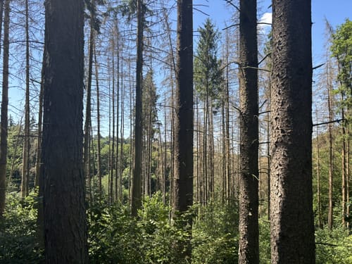 Steinbachpfad (Premiumwanderweg)