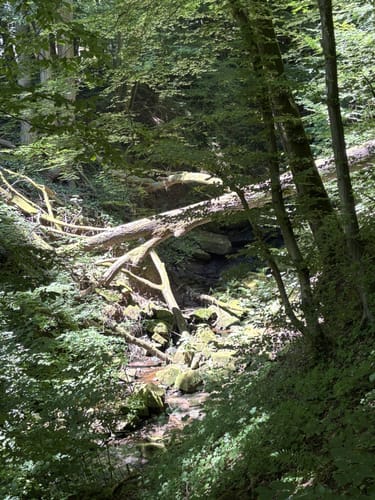 Steinbachpfad (Premiumwanderweg)