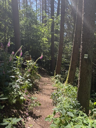 Steinbachpfad (Premiumwanderweg)