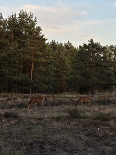 Schönower Heide: Wildwanderweg