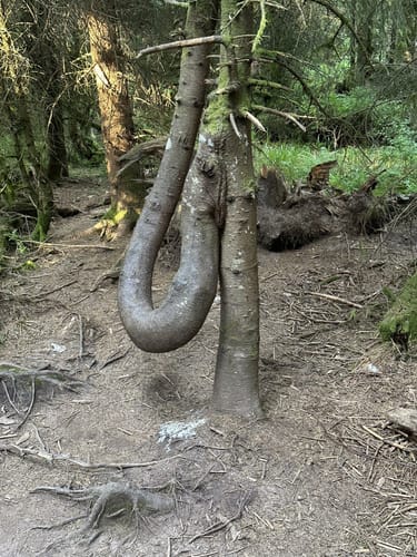 Lotharpfad