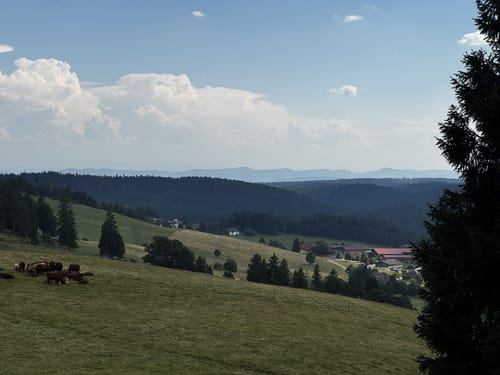 Um den Hochkopf und den Hohberg
